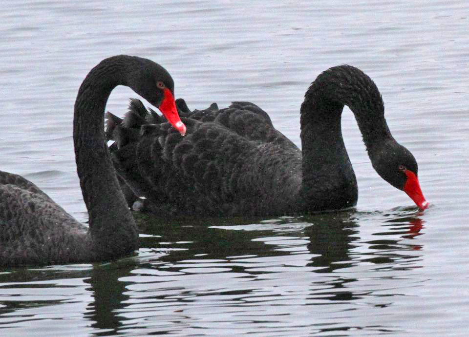 La rivoluzione del cigno nero