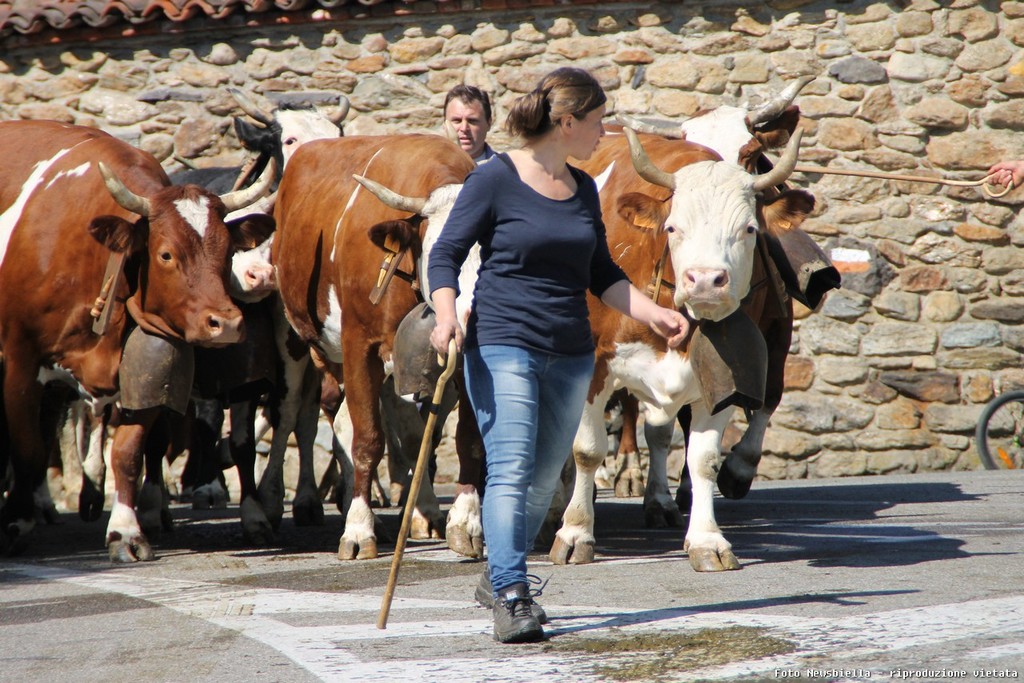 Pollone: Tutto esaurito per la Festa della Pezzata Rossa d'Oropa  FOTOGALLERY 