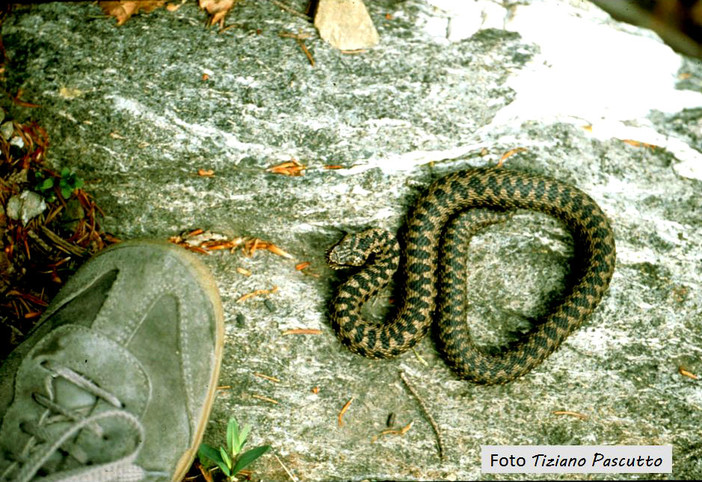 walser vipera