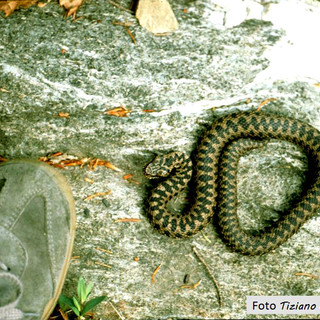 walser vipera