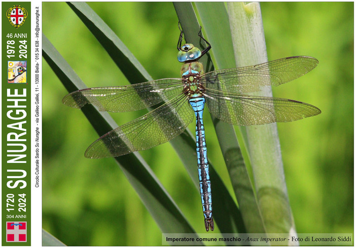 Nell’immagine, Imperatore comune maschio - Anax imperator - Foto di Leonardo Siddi