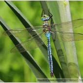 Nell’immagine, Imperatore comune maschio - Anax imperator - Foto di Leonardo Siddi