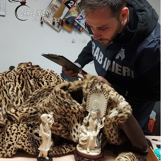 Biella, blitz al mercatino dell’antiquariato: sequestrati avorio e pellicce di leopardo