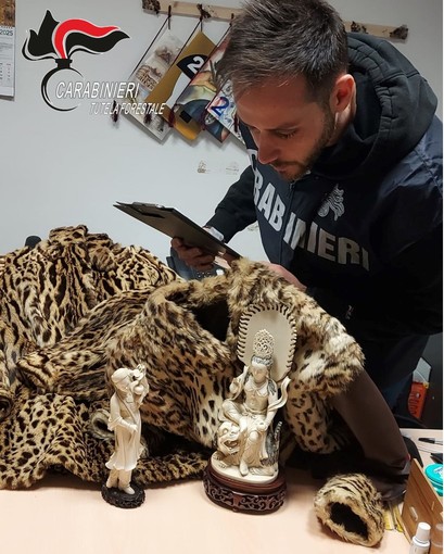 Biella, blitz al mercatino dell’antiquariato: sequestrati avorio e pellicce di leopardo