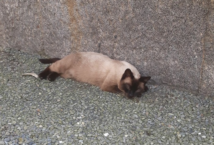 Qualcuno cerca questo gatto a Chiavazza?