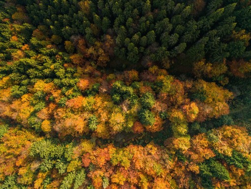 &quot;Sfumature d'autunno&quot;: tornano all'Oasi Zegna gli eventi tematici.