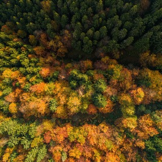 &quot;Sfumature d'autunno&quot;: tornano all'Oasi Zegna gli eventi tematici.