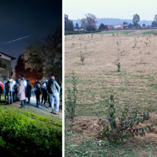 Vigliano Biellese, da terreno agricolo a bosco rigoglioso: quattromila alberi per la biodiversità.