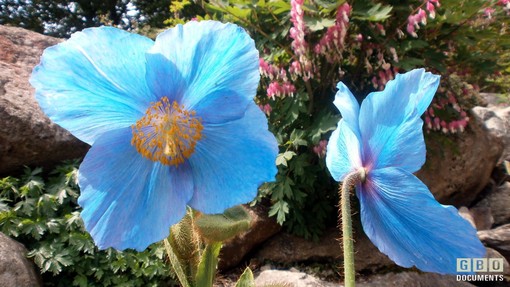 Al Giardino botanico di Oropa si può assistere alla fioritura dei papaveri blu dell’Himalaya