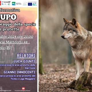 “Il Lupo” gestione e monitoraggio nelle aree protette: a Candelo la serata informativa.