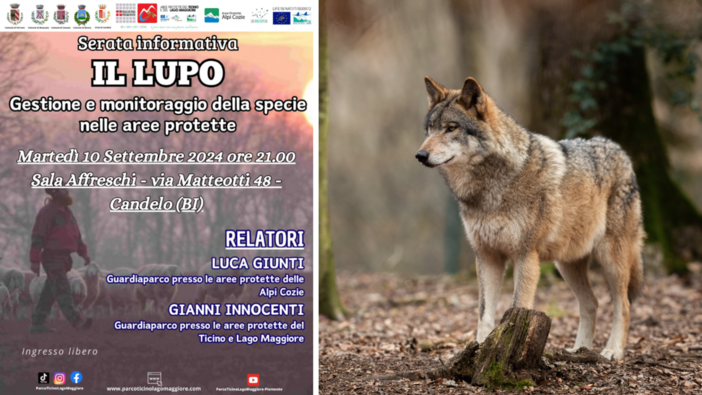 “Il Lupo” gestione e monitoraggio nelle aree protette: a Candelo la serata informativa.