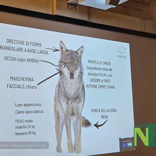“Il  ritorno naturale del lupo”: nel Biellese 4 branchi  - Foto Alessandro Bozzonetti per newsbiella.it