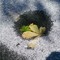 Belle immagini della neve in Burcina scattate da Paolo Selva Bonino