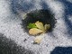 Belle immagini della neve in Burcina scattate da Paolo Selva Bonino