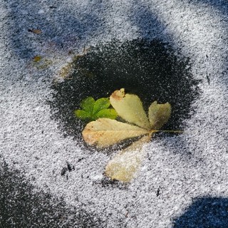 Belle immagini della neve in Burcina scattate da Paolo Selva Bonino