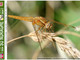 Nell’immagine, Frecciarossa  femmina - Crocothemis erythraea - Foto di Walter Caterina.