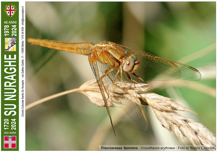 Nell’immagine, Frecciarossa  femmina - Crocothemis erythraea - Foto di Walter Caterina.