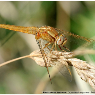 Nell’immagine, Frecciarossa  femmina - Crocothemis erythraea - Foto di Walter Caterina.