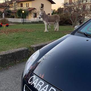 asini carabinieri