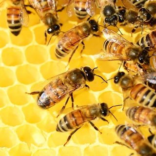 Al nord apicoltura in crisi per il meteo impazzito