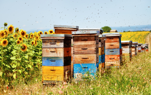 Piemonte, nasce il manifesto per il futuro dell’apicoltura: un appello collettivo per la biodiversità.