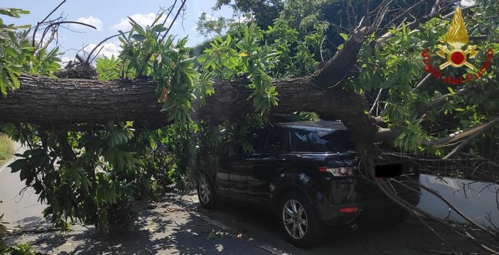 incidente portula