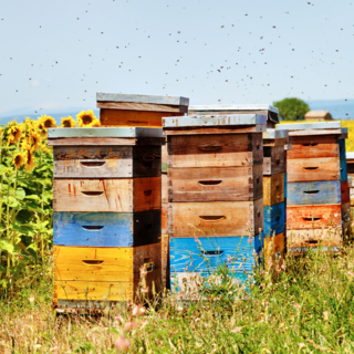 Piemonte, nasce il manifesto per il futuro dell’apicoltura: un appello collettivo per la biodiversità.