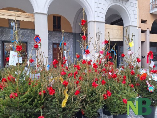 'Adotta un albero' al via l'iniziativa con la cerimonia inaugurale - Foto e Video Rasolo per newsbiella.it