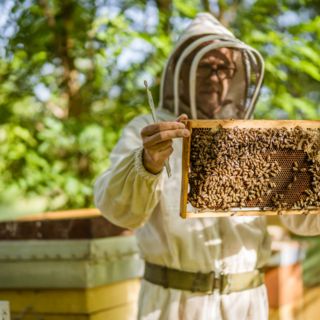 Se dipende dalle api, probabilmente è in crisi: presentata la misura a sostegno della filiera.