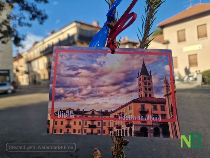 Gli abeti di &quot;Decora e adotta un albero&quot; sono arrivati anche a Chiavazza