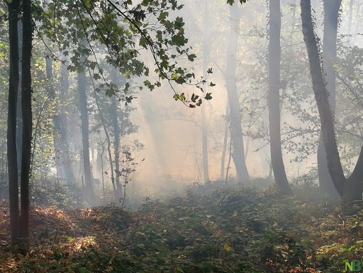 Incendi boschivi, dalla Regione quasi 5 milioni per la prevenzione