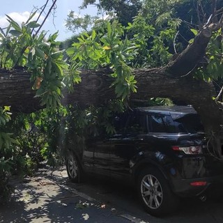 incidente portula