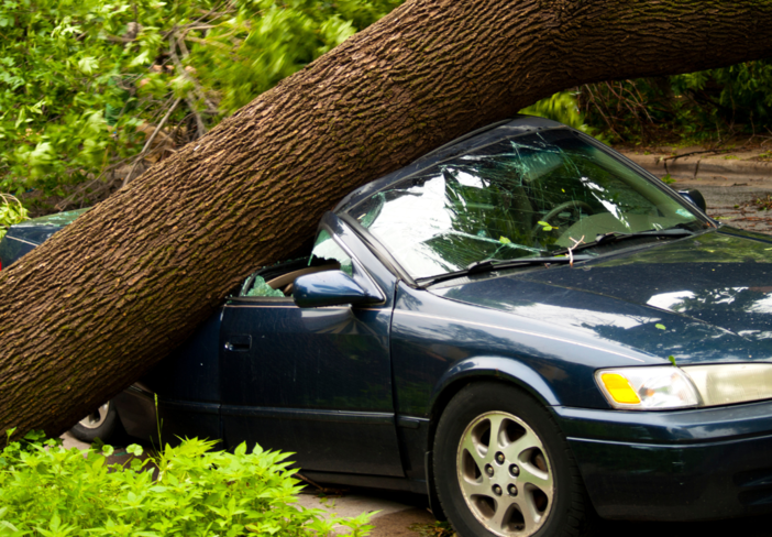 Sostegno: albero crolla su un'auto, conducente illeso - Foto di repertorio.