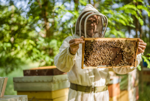 Se dipende dalle api, probabilmente è in crisi: presentata la misura a sostegno della filiera.