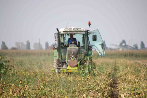 Clima pazzo e nuove sfide colpiscono l'agricoltura: in dieci anni perse quasi 18mila aziende in Piemonte.