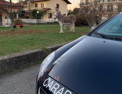 asini carabinieri