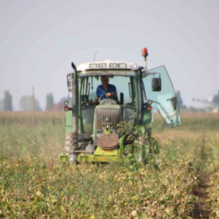 Clima pazzo e nuove sfide colpiscono l'agricoltura: in dieci anni perse quasi 18mila aziende in Piemonte.