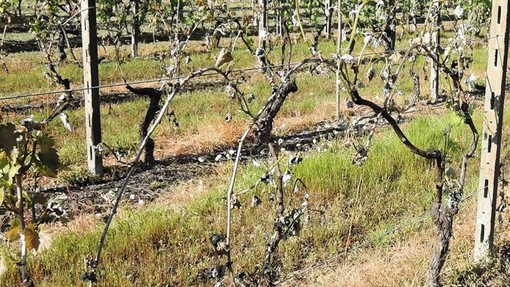 “Agricoltura rigenerativa, coltivare per restituire un terreno migliore&quot; con UCID Biella - Foto archivio newsbiella.it