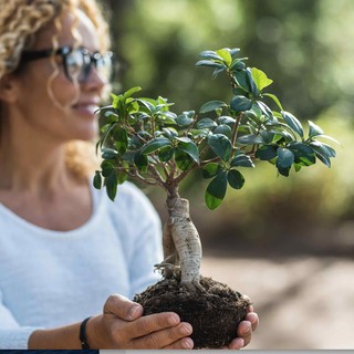 I Bonsai e il Benessere: Il Potere Terapeutico di Coltivare la Natura