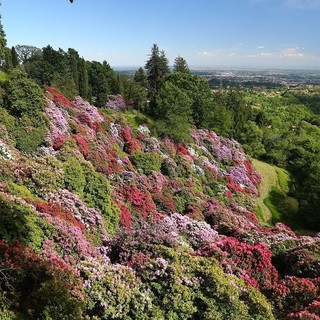 pollone parco burcina