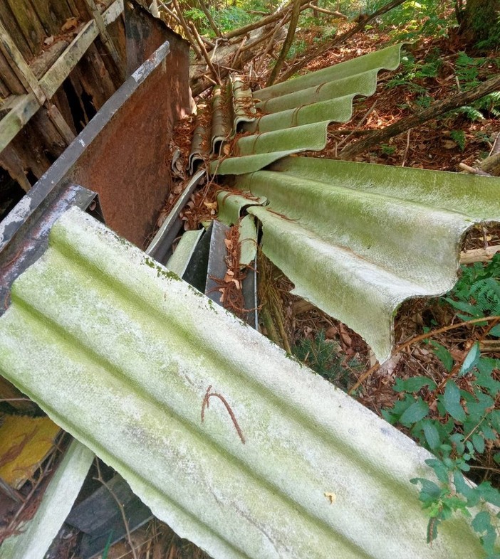 Bosco del Vallino tra incuria e piante pericolanti, la minoranza: &quot;Quando verrà messo in sicurezza?&quot;