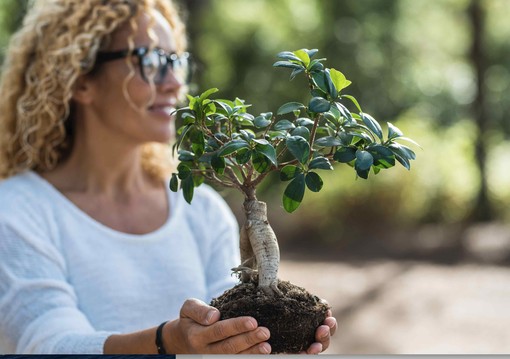 I Bonsai e il Benessere: Il Potere Terapeutico di Coltivare la Natura