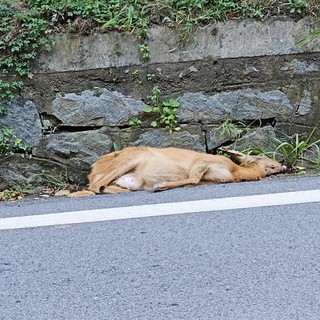 capriolo valdengo