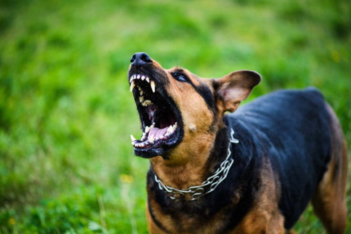 Tollegno, cane di grossa taglia tenta di aggredire una passante.