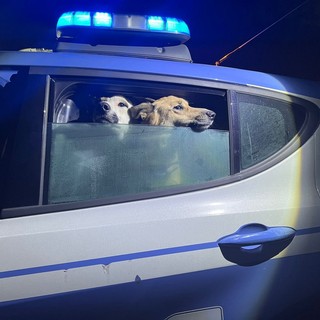 Agenti delle Volanti della Polizia di Stato salvano due cani abbandonati