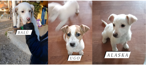 Tre meravigliosi cuccioli in cerca di casa nel Biellese e zone limitrofe, non sono adorabili?