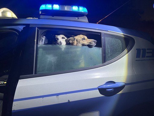 Agenti delle Volanti della Polizia di Stato salvano due cani abbandonati