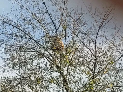 Nell’immagine, nido di calabrone asiatico (Vespa velutina), scoperto a Verrone.