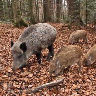 Corso di formazione sul controllo del cinghiale: i piani attuativi provinciali.