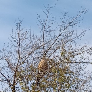 Calabrone asiatico sul territorio biellese: &quot;Pronto un premio a chi ci aiuterà a rinvenire i nidi&quot;.